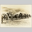 Italian soldiers guiding packhorses (ddr-njpa-13-679)
