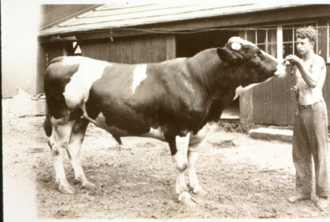 Robert H. Foote, age 16, with a bull (ddr-densho-1007-588)