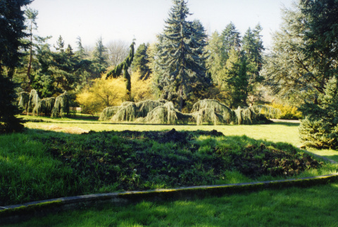 Curbed bed with trees and lawn in the background, looking back from where pond is now (ddr-densho-354-832)