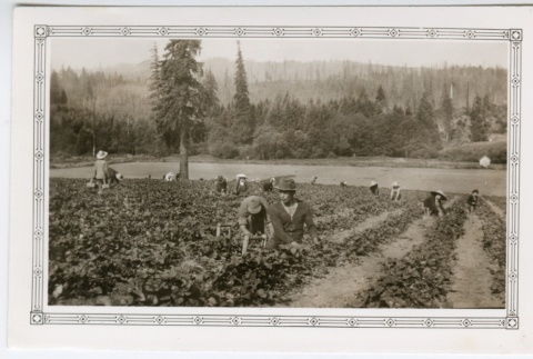 Workers in berry field (ddr-densho-313-17)