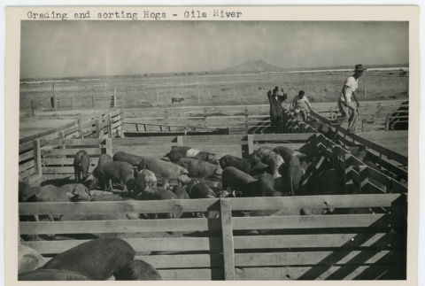 Grading and sorting hogs (ddr-densho-37-2156)