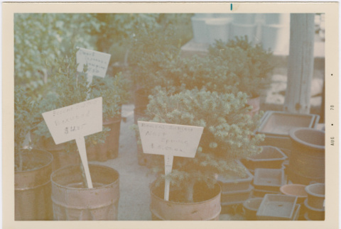Bonsai trees for sale at Hill Nursery (ddr-densho-377-353)