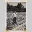 Man standing in rows of crops (ddr-densho-466-913)
