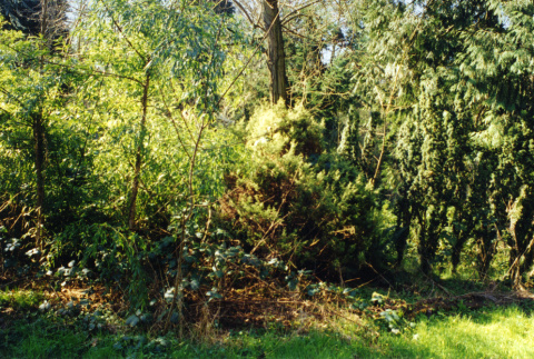 Brush and trees (ddr-densho-354-823)