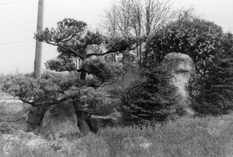 Bush around a large stone (ddr-densho-354-1493)