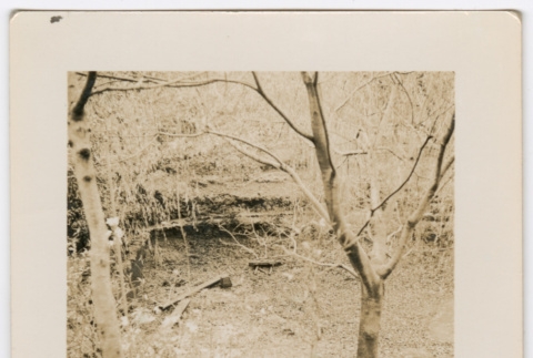 Trees (ddr-densho-377-2257)