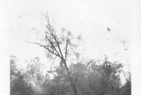 Group clearing trees (ddr-ajah-6-219)