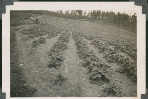 Photo of strawberry field (ddr-densho-483-345)
