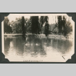 Ducks in a Sacramento pond (ddr-densho-433-806)