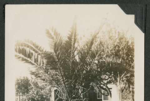two women sitting on bench under palm (ddr-densho-378-673)