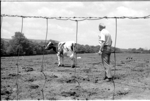 Robert H. Foote with cow (ddr-densho-1007-1245)