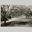 A garden with cherry trees (ddr-njpa-8-33)