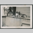 Photo of a kitten and a dog (ddr-densho-483-870)
