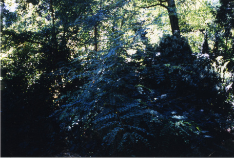 Panorama left: dense brushy area behind former house site (ddr-densho-354-744)