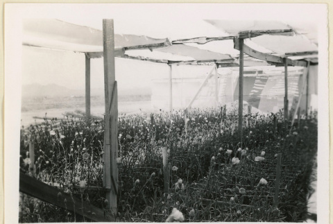 Growing carnations (ddr-densho-37-1404)