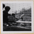 Susan Shiomi feeding a giraffe (ddr-densho-522-234)