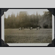 Deer in field (ddr-densho-359-1322)