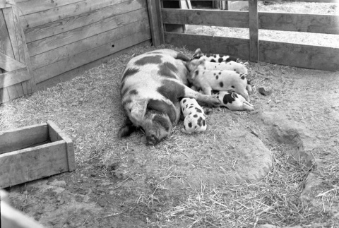 A sow and her piglets (ddr-fom-1-41)