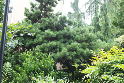 Mugo pine near 10th and Spring, one of the original trees planted by Kubota on Seattle University campus (ddr-densho-354-2771)
