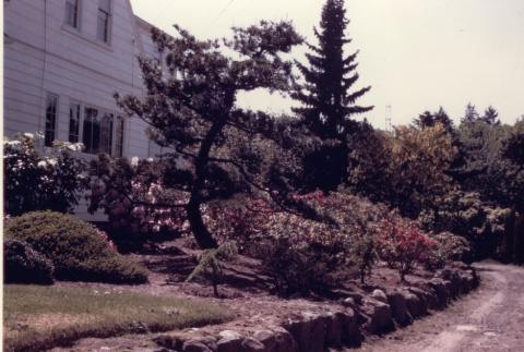 Plants along the side of the White house, now the maintenance road.  Nursery stock planted in the yard (ddr-densho-354-175)