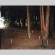 Stakes marking Stroll Garden work among threadleaf cypress (ddr-densho-354-1819)