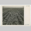 Farmers tending to cauliflower plants (ddr-densho-37-2164)
