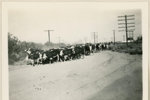 Herd of cattle on a road (ddr-densho-37-921)