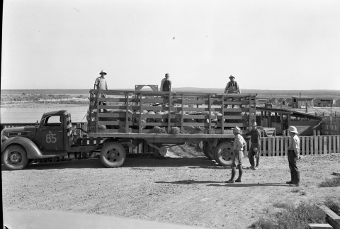 A truck transporting pigs (ddr-fom-1-16)