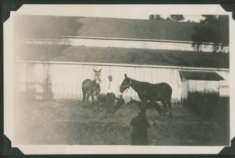 pair of mules and a man (ddr-densho-378-677)