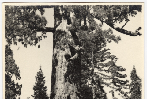 Person standing at the base of a large tree (ddr-densho-542-838)