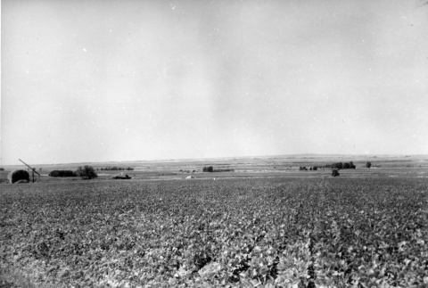 View of a farm growing beans (ddr-fom-1-892)
