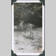 Photo of a deer (ddr-densho-483-1326)