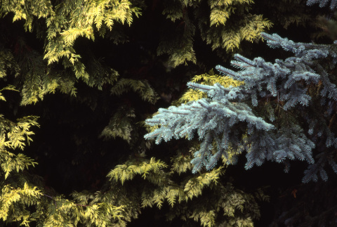Close up of pine trees (ddr-densho-354-898)