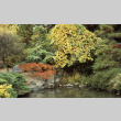 Japanese Garden pond, Camperdown elm, hawthorne on left (ddr-densho-354-1967)