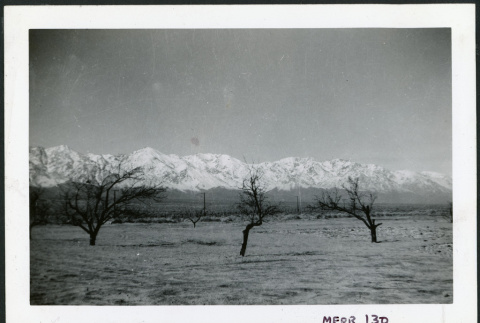 Photograph of an orchard during winter with snow-covered Sierra Nevada in the background (ddr-csujad-47-82)