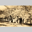 Hiroshi Saito and his family looking at cherry blossom trees (ddr-njpa-4-2536)