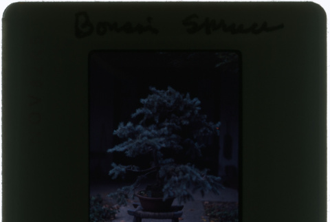Spruce bonsai (ddr-densho-377-1064)