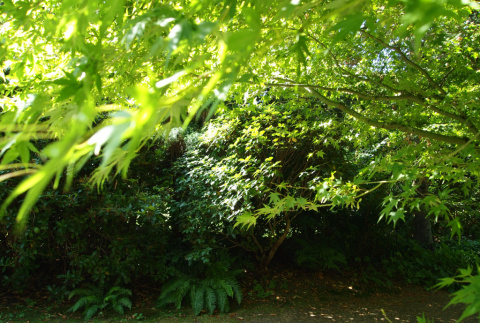Near entrance to Sawara Cypress grove (ddr-densho-354-2849)