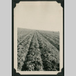 Beet farm field (ddr-densho-359-1111)