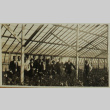Hayward greenhouse (ddr-densho-357-712)