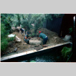 Planting tree (ddr-densho-377-2328)