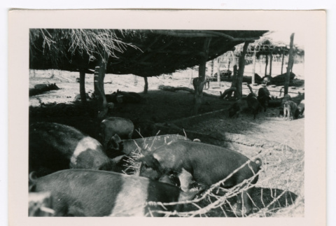 Pigs at trough (ddr-densho-475-296)
