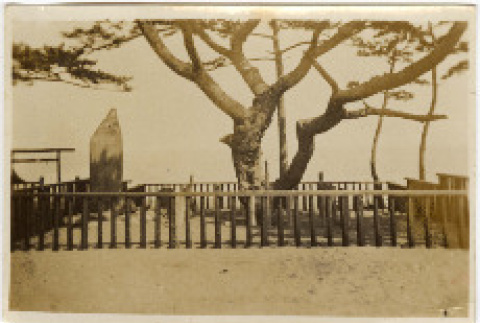 Photo front and back (ddr-densho-426-1794-mezzanine-84214baf73)