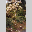 Kubota under a tulip tree in the Garden (ddr-densho-354-419)