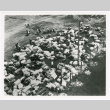 Piles of belongings (ddr-densho-1007-215)