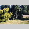 Rheingold Cypress, Camperdown Elm, Tanyosho Pine (ddr-densho-354-732)