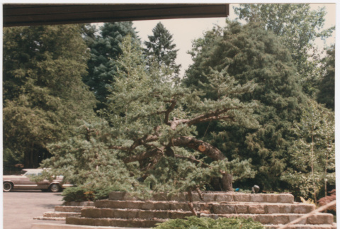 Tree (ddr-densho-377-1979)