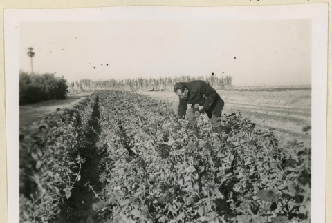Mr. Nakata tending to zinnias (ddr-densho-37-1196)