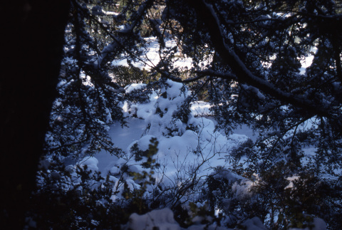 Trees covered in snow (ddr-densho-354-1129)