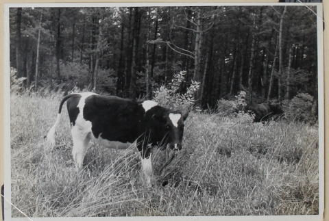 Two cows in a field (ddr-densho-433-722)